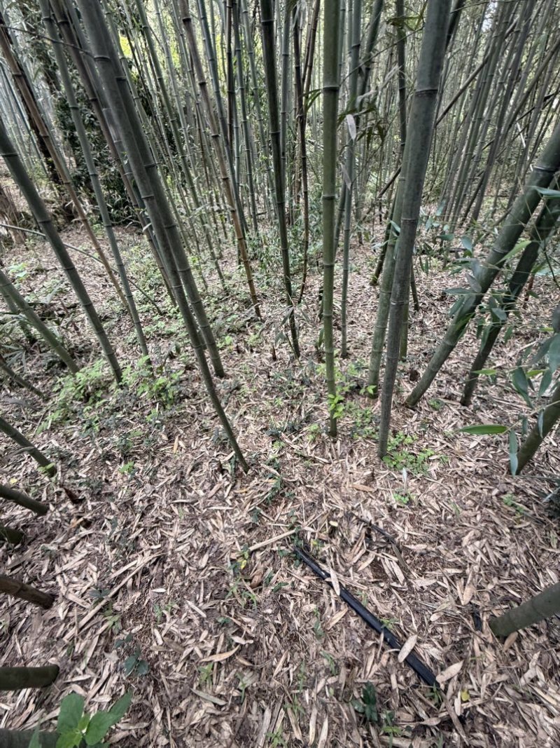 自家的农家竹笋想要的可以联系我，价格可以优惠要的量比较大