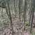 自家的农家竹笋想要的可以联系我，价格可以优惠要的量比较大