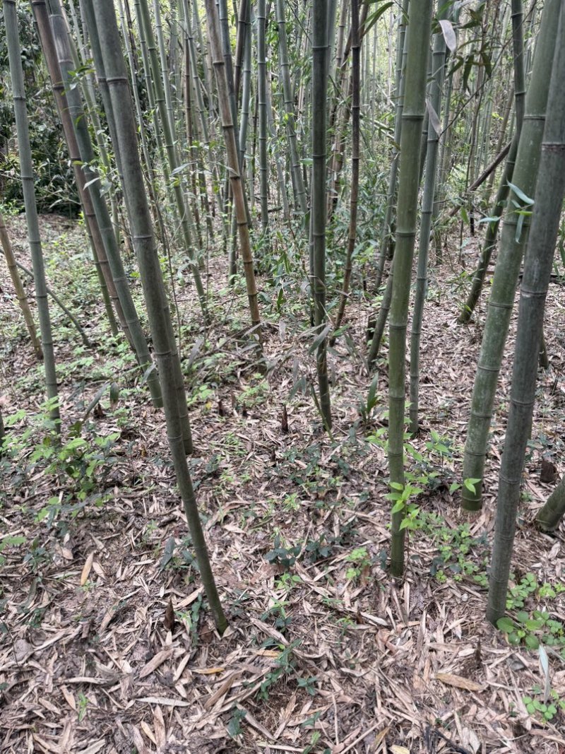 自家的农家竹笋想要的可以联系我，价格可以优惠要的量比较大