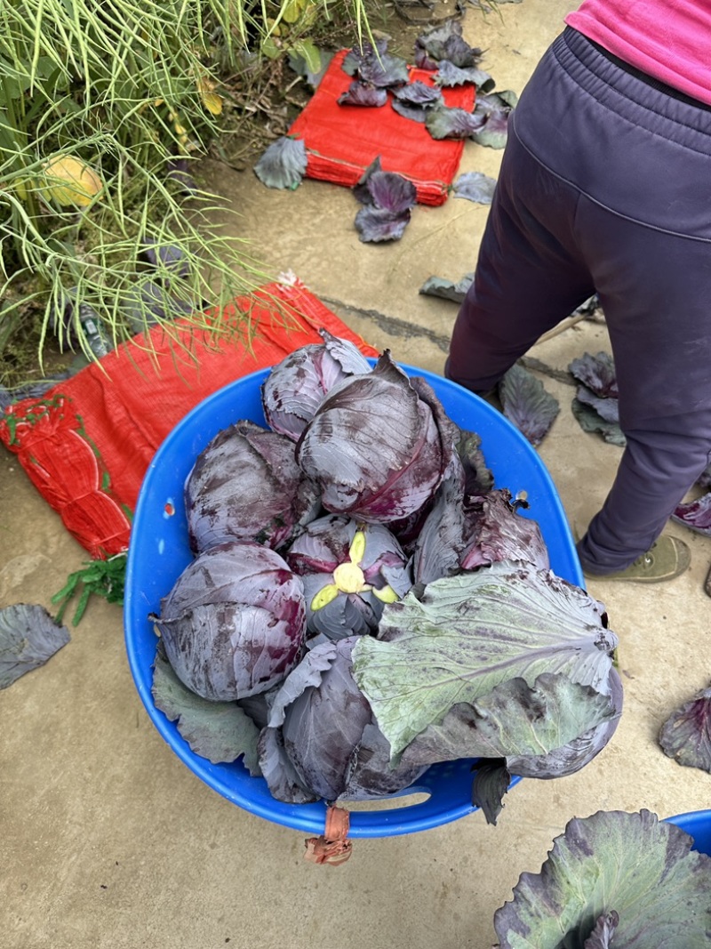 湖北紫甘蓝，产地一手直发，货源充足，保质保量。