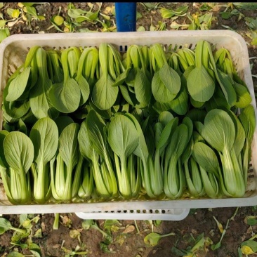 小青菜