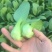 小青菜