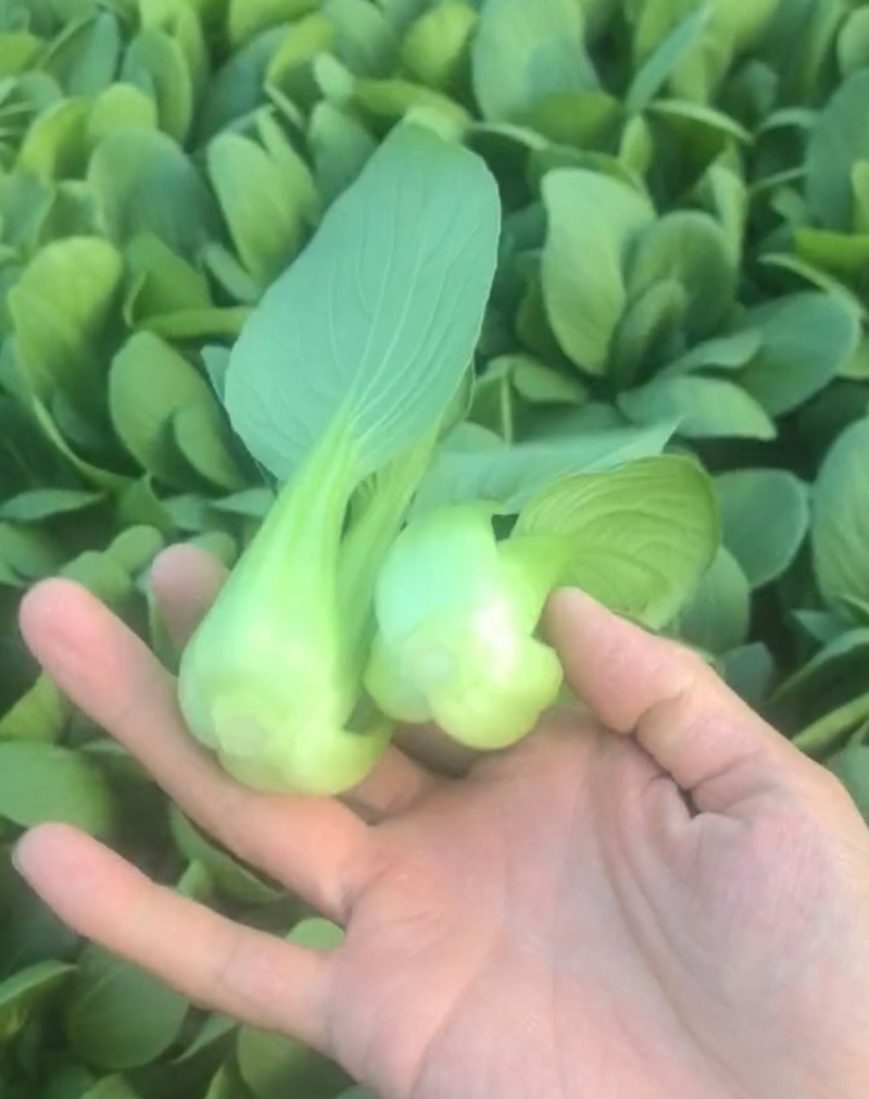 小青菜