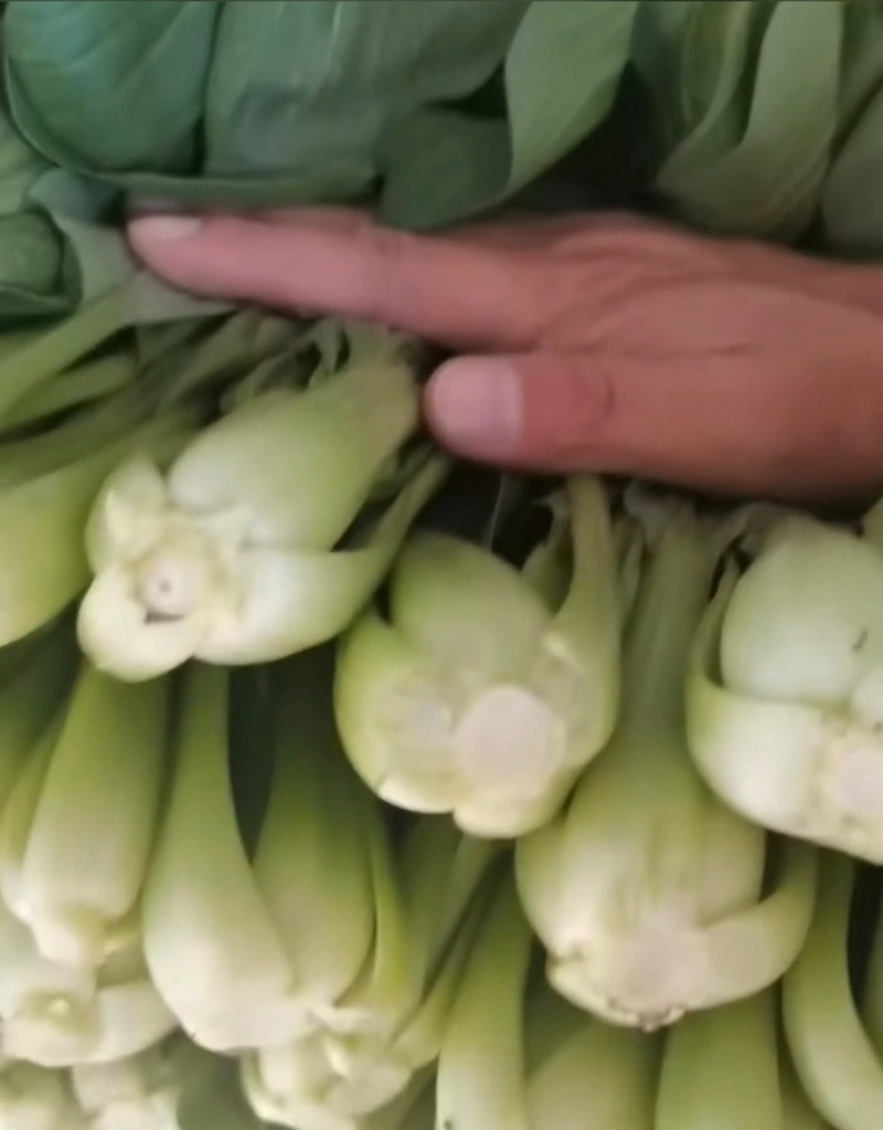 小青菜