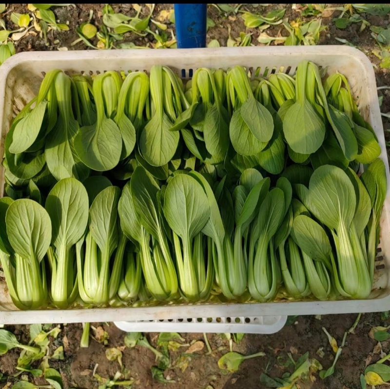 小青菜