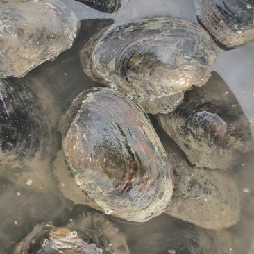 湖北天门河蚌，河水直接打捞，**货源，全国发货，鲜活量大