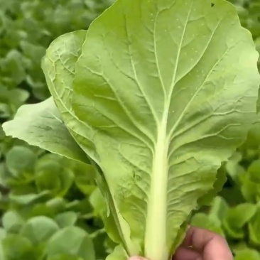 精品快菜，量大，大，中，小课，全年有货，发往全国各地，