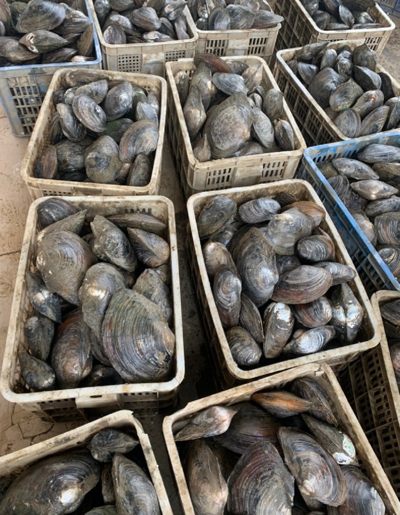 湖北天门河蚌，河水直接打捞，**货源，全国发货，鲜活量大