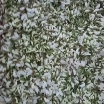 大量槐花
