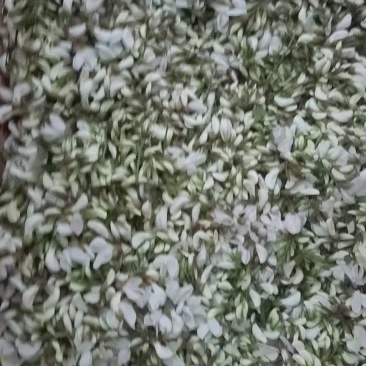大量槐花