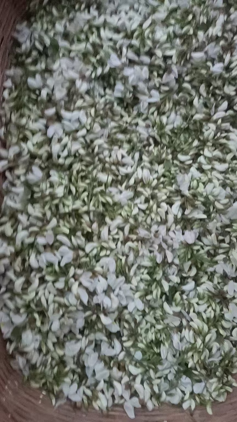 大量槐花