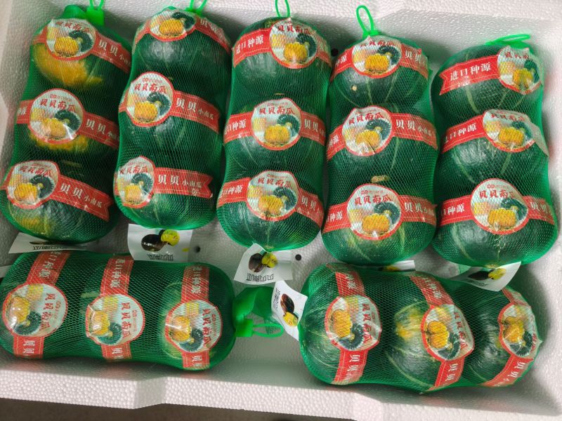 贝贝南瓜