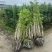 丛生紫荆冠幅1.8m、2m基地有量，欢迎来一亩田订购。