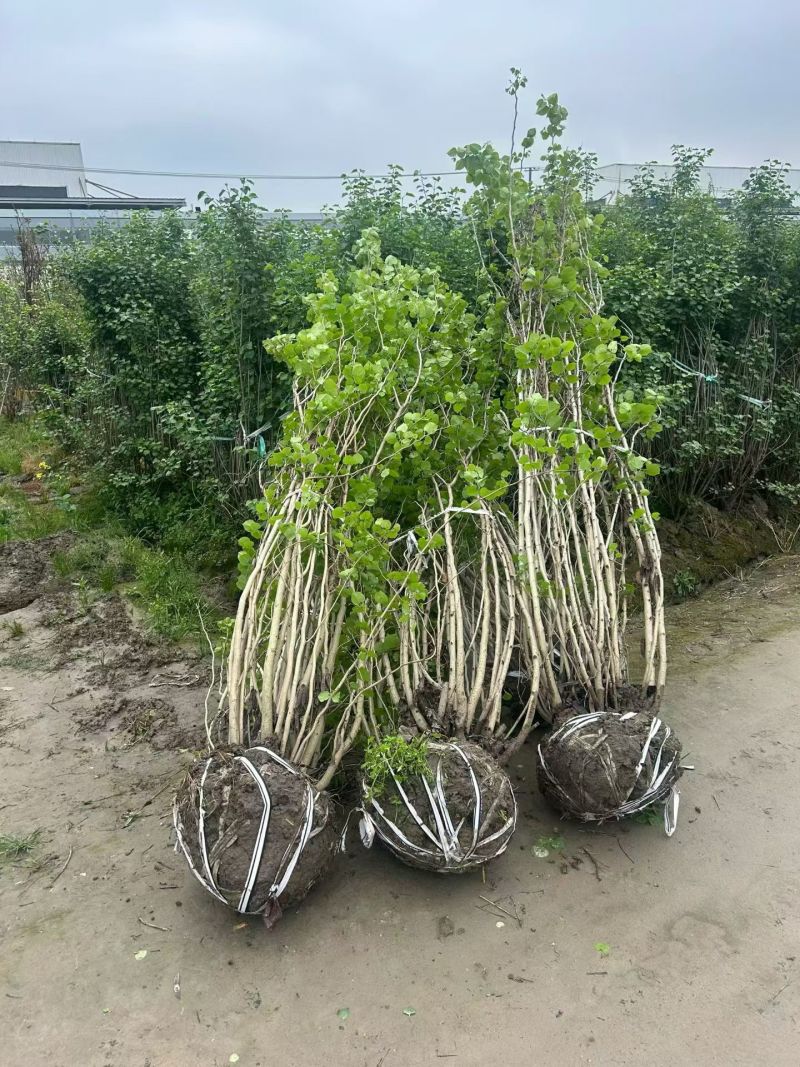 丛生紫荆冠幅1.8m、2m基地有量，欢迎来一亩田订购。