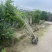 丛生紫荆冠幅1.8m、2m基地有量，欢迎来一亩田订购。