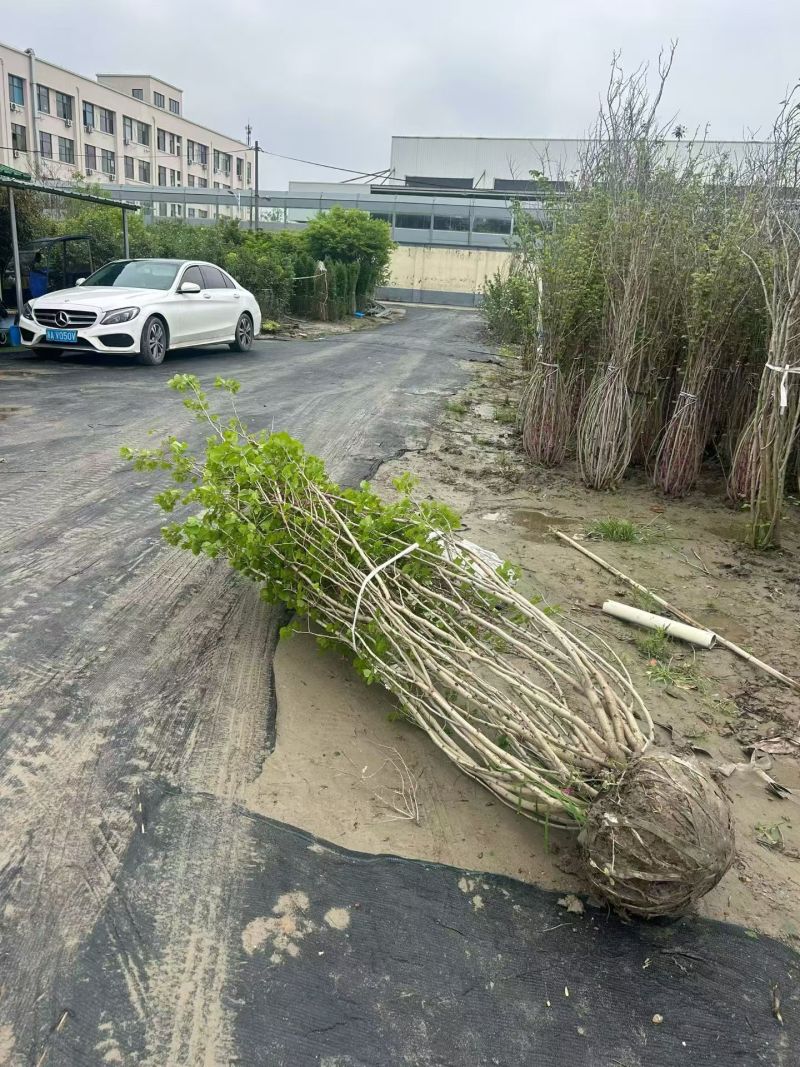 丛生紫荆冠幅1.8m、2m基地有量，欢迎来一亩田订购。