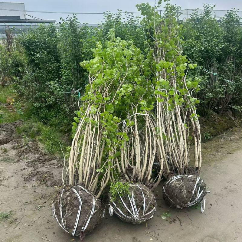 丛生紫荆冠幅1.8m、2m基地有量，欢迎来一亩田订购。