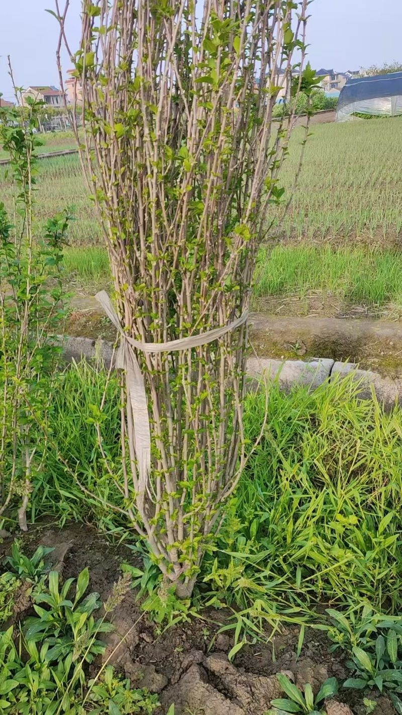 丛生木槿冠幅1.5m、1.8m，基地有量，欢迎来一亩田订