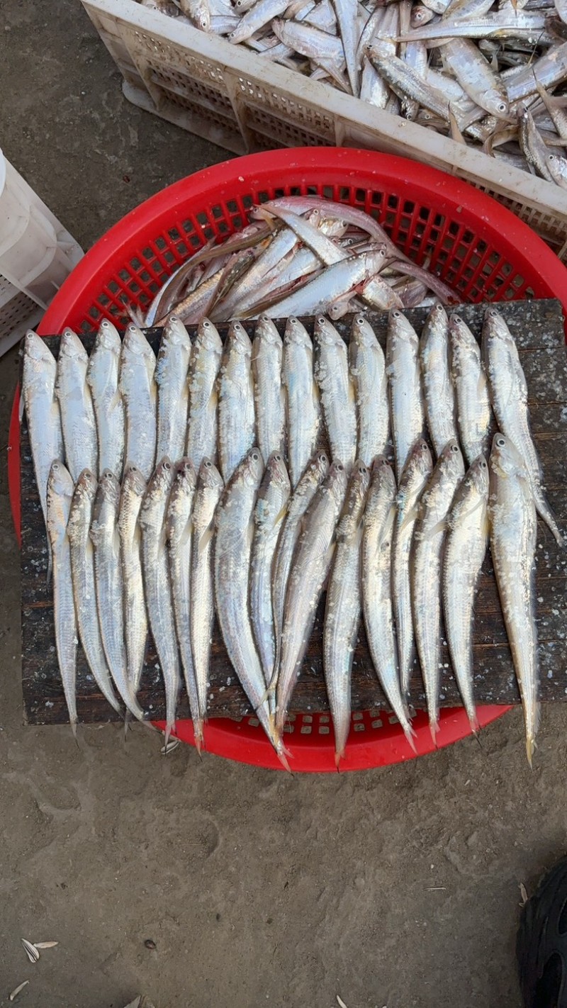 毛刀鱼