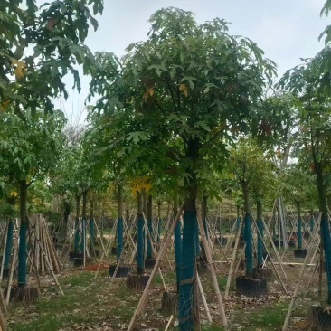 澳洲火焰木截杆发冒8-15公分出售