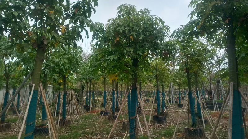 澳洲火焰木截杆发冒8-15公分出售