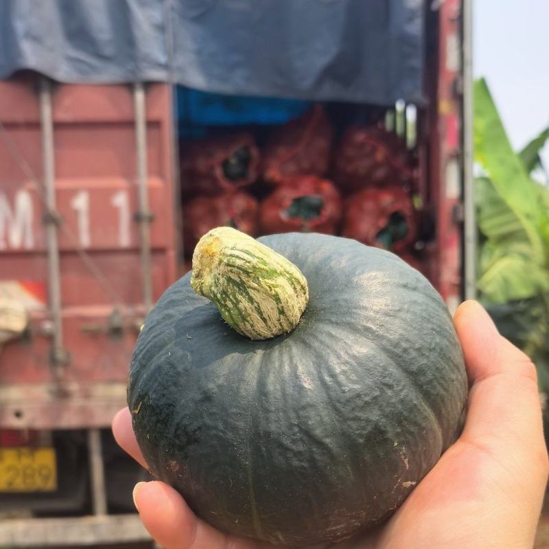 贝贝南瓜爆粉糯无丝