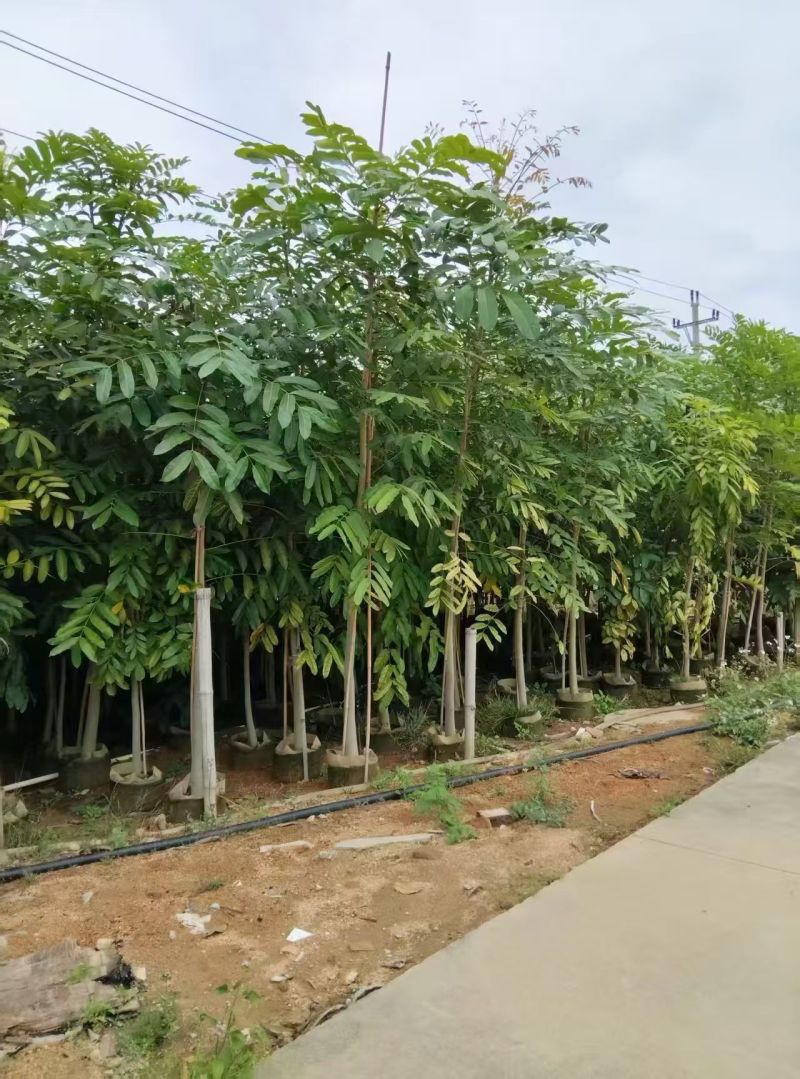 桃花心木3-5公分原生全冠苗