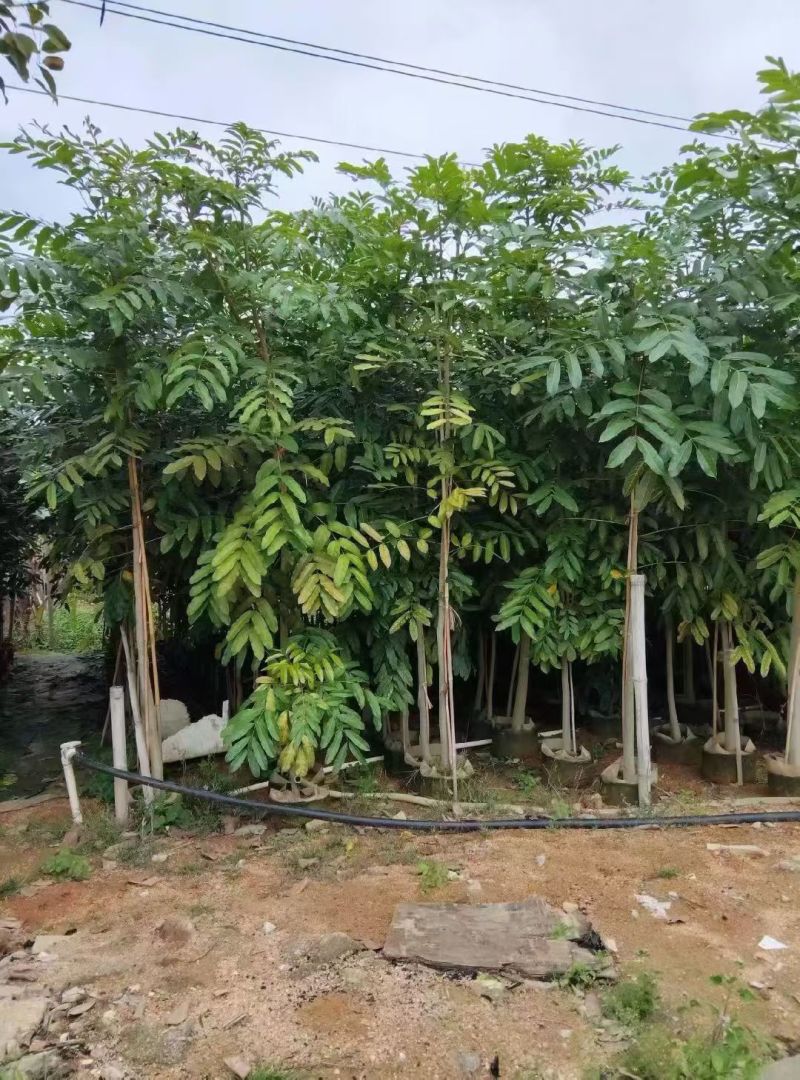 桃花心木3-5公分原生全冠苗