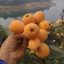 万峰湖枇杷