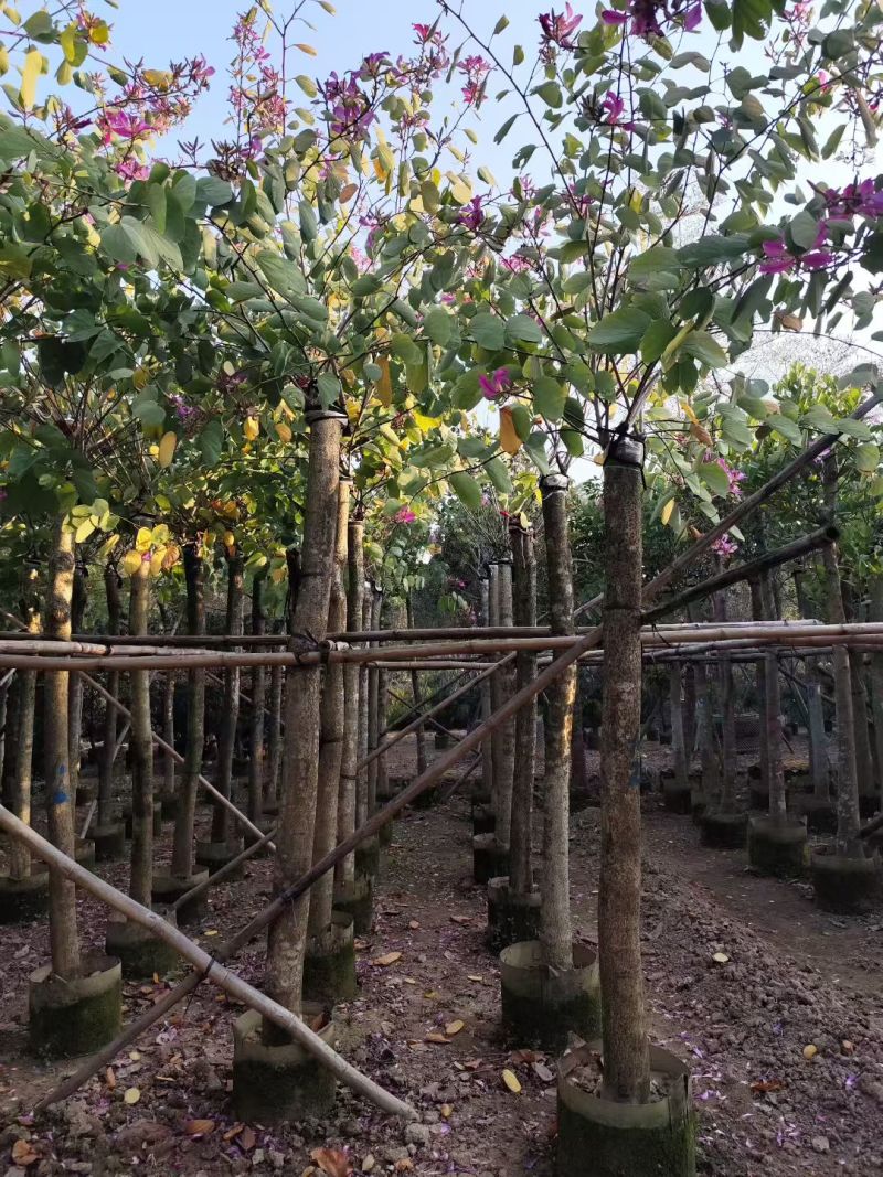红花羊蹄甲红花紫荆3-12公分出售