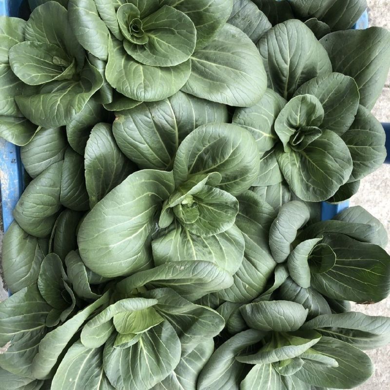 常青5号青菜种子春秋播软糯青梗菜种籽农家四季鸡毛菜蔬菜种