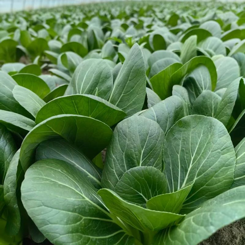 常青5号青菜种子春秋播软糯青梗菜种籽农家四季鸡毛菜蔬菜种
