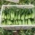 常青5号青菜种子春秋播软糯青梗菜种籽农家四季鸡毛菜蔬菜种