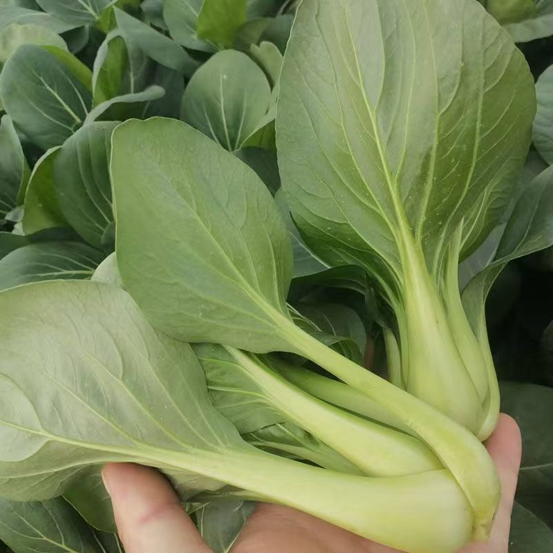 常青5号青菜种子春秋播软糯青梗菜种籽农家四季鸡毛菜蔬菜种