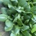 常青5号青菜种子春秋播软糯青梗菜种籽农家四季鸡毛菜蔬菜种