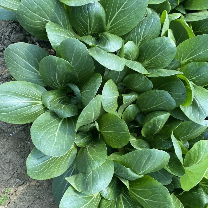 常青5号青菜种子春秋播软糯青梗菜种籽农家四季鸡毛菜蔬菜种