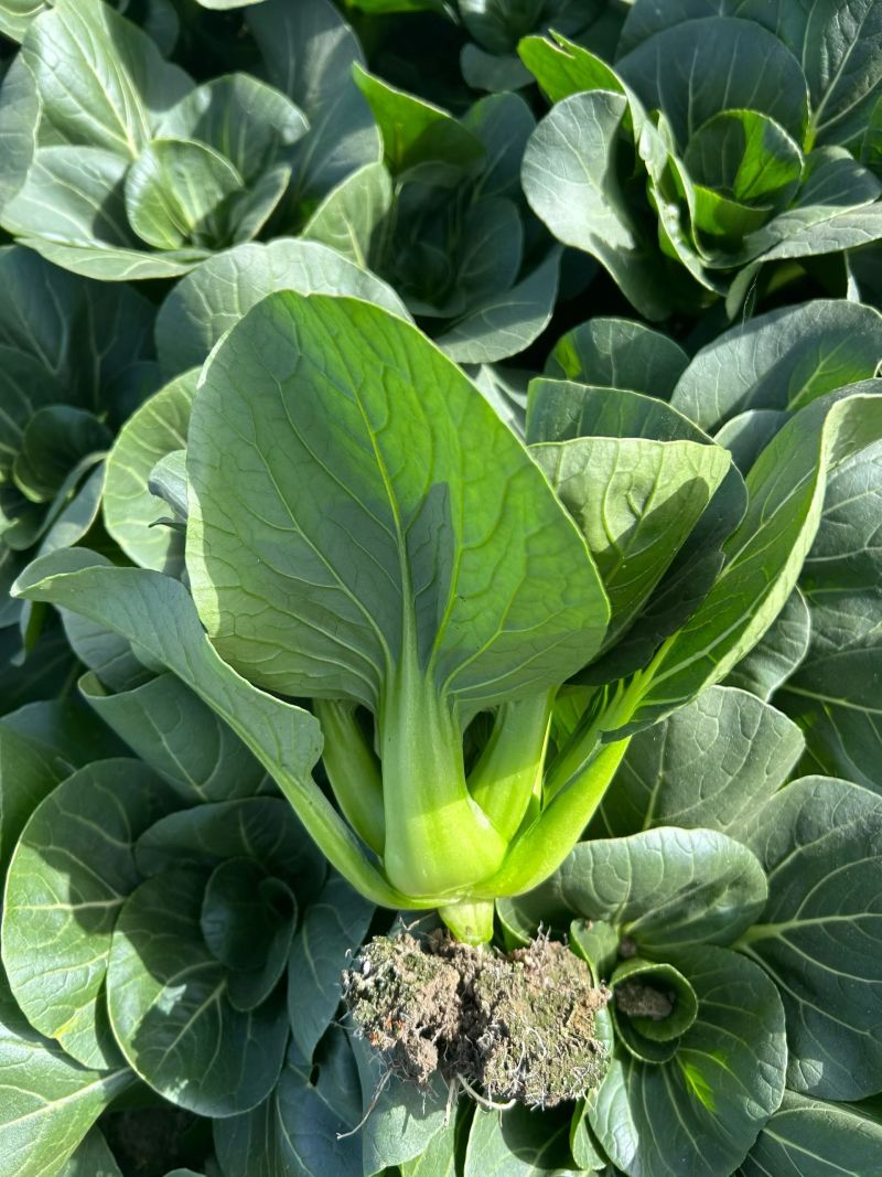 常青5号青菜种子春秋播软糯青梗菜种籽农家四季鸡毛菜蔬菜种