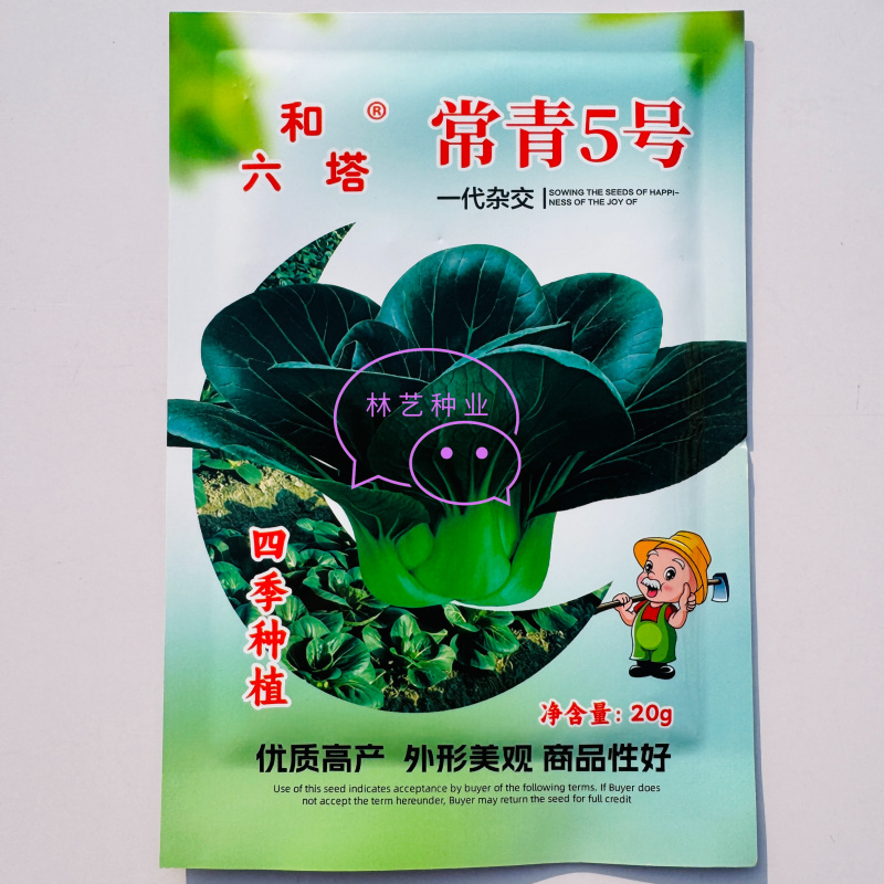 常青5号青菜种子春秋播软糯青梗菜种籽农家四季鸡毛菜蔬菜种