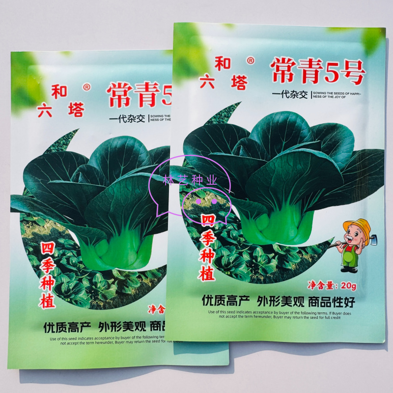 常青5号青菜种子春秋播软糯青梗菜种籽农家四季鸡毛菜蔬菜种
