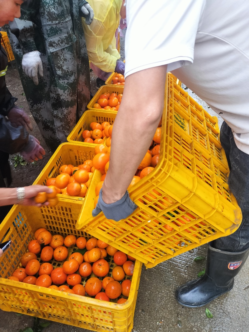 广西沃柑大量上市，货源充足，价格实惠，品质保证，欢迎联系