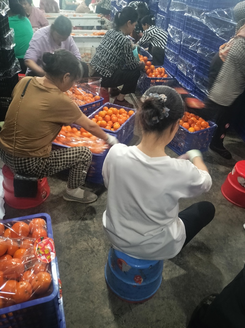 广西沃柑大量上市，货源充足，价格实惠，品质保证，欢迎联系