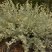 香叶蒿种子路旁荒山荒地盐碱地植被恢复水土保持矿山修复草籽