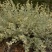 香叶蒿种子路旁荒山荒地盐碱地植被恢复水土保持矿山修复草籽