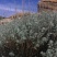 香叶蒿种子路旁荒山荒地盐碱地植被恢复水土保持矿山修复草籽