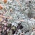 香叶蒿种子路旁荒山荒地盐碱地植被恢复水土保持矿山修复草籽