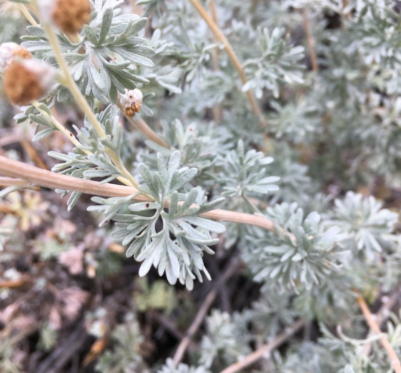 香叶蒿种子路旁荒山荒地盐碱地植被恢复水土保持矿山修复草籽