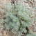 香叶蒿种子路旁荒山荒地盐碱地植被恢复水土保持矿山修复草籽