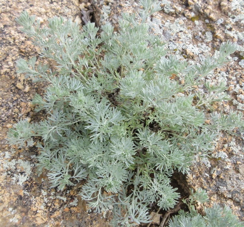 香叶蒿种子路旁荒山荒地盐碱地植被恢复水土保持矿山修复草籽