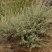 香叶蒿种子路旁荒山荒地盐碱地植被恢复水土保持矿山修复草籽