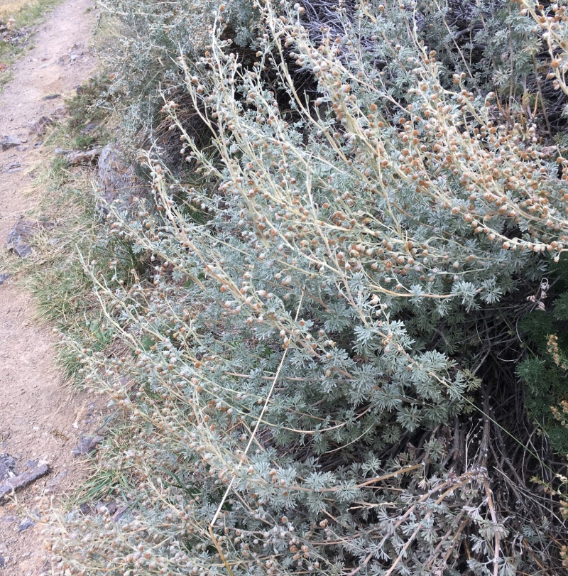 香叶蒿种子路旁荒山荒地盐碱地植被恢复水土保持矿山修复草籽